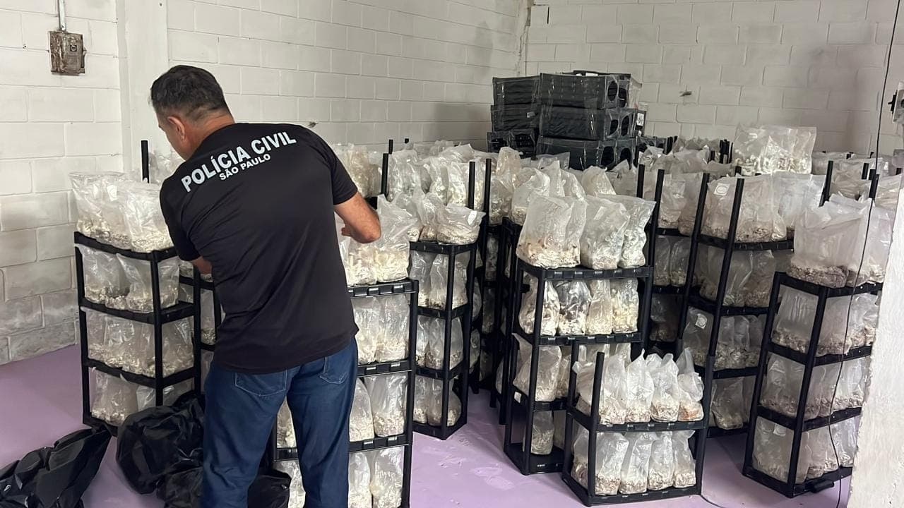 Cogumelo "mágico": Polícia Civil descobre galpão de cultivo em Ubatuba