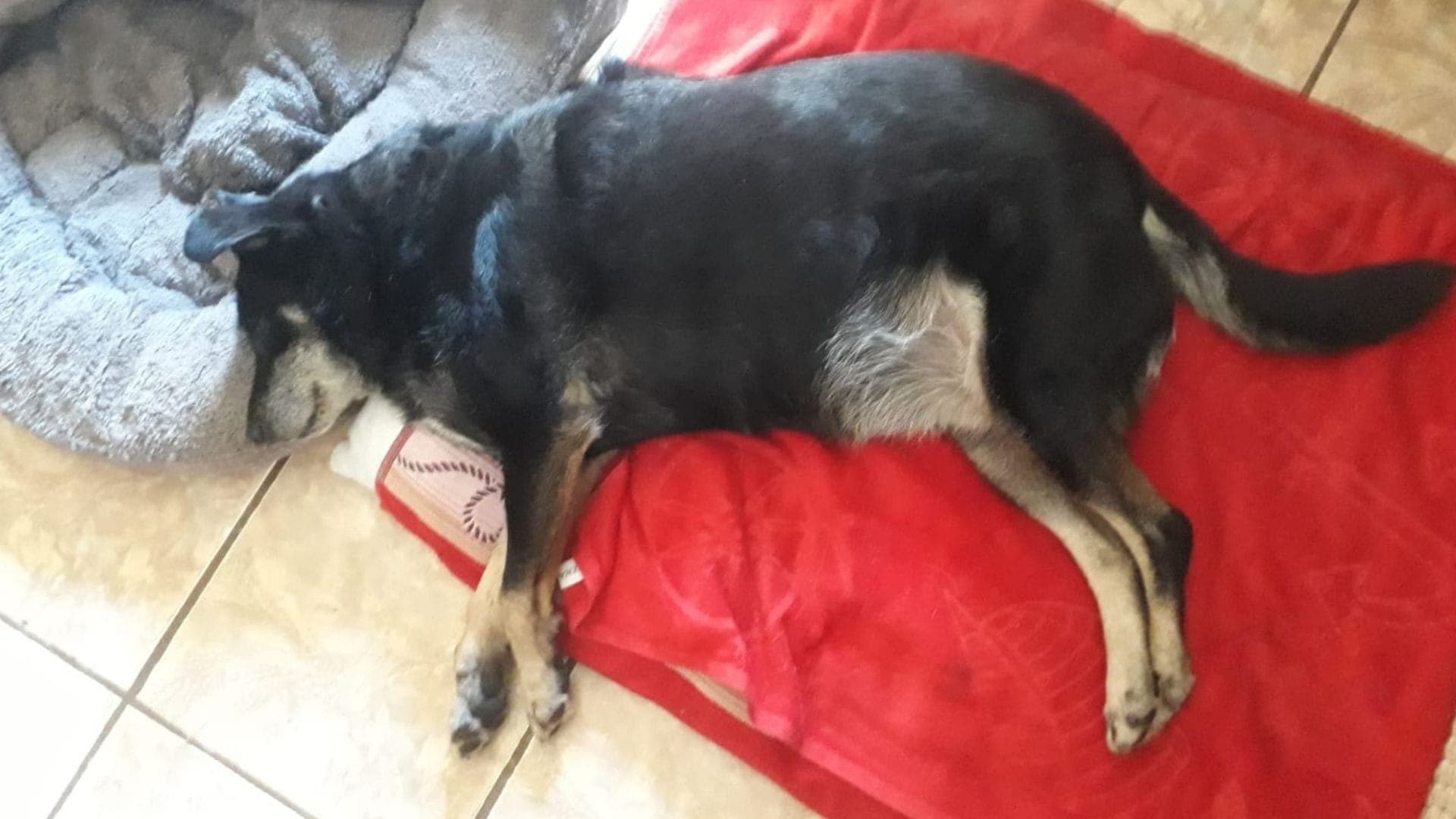 Belinha lembrou o caminho de casa e voltou após assalto