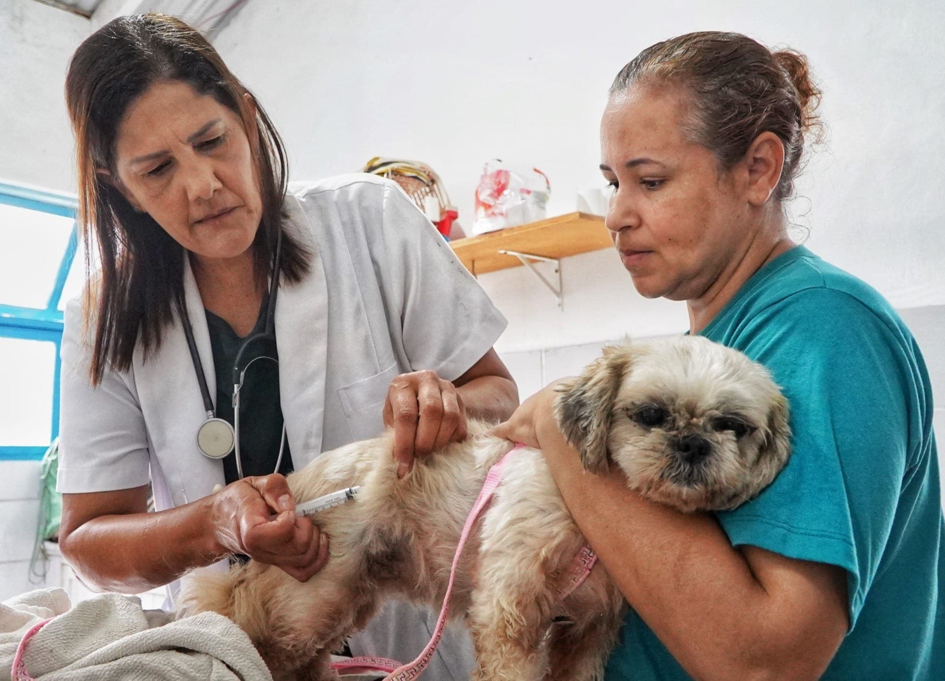 Escassez: três cidades do Vale do Paraíba estão sem vacina antirrábica