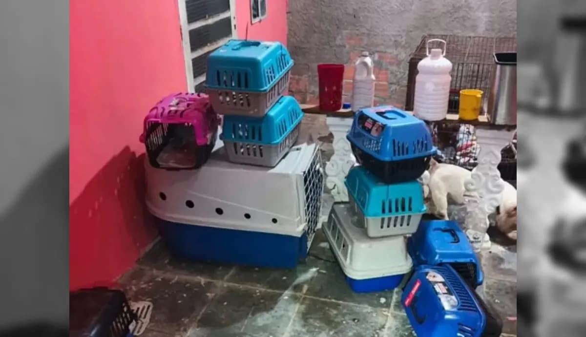 PM descobre canil clandestino com cães maltratados em SP