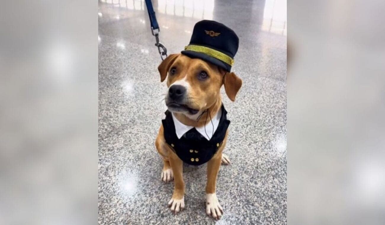 Caramela Charlie foi abandonada, mas agora tem até crachá