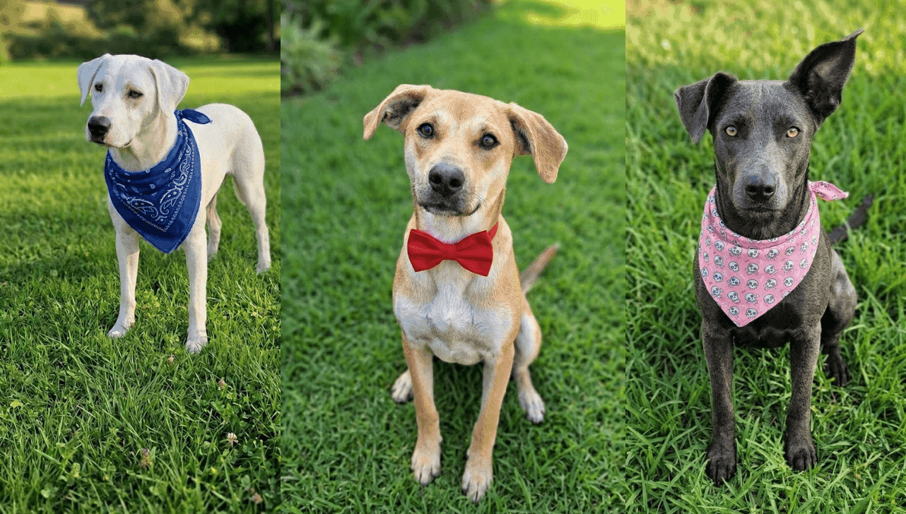 Fred - 3 anos,Vicenzo - 1 ano e Blue - 3 anos buscam um lar