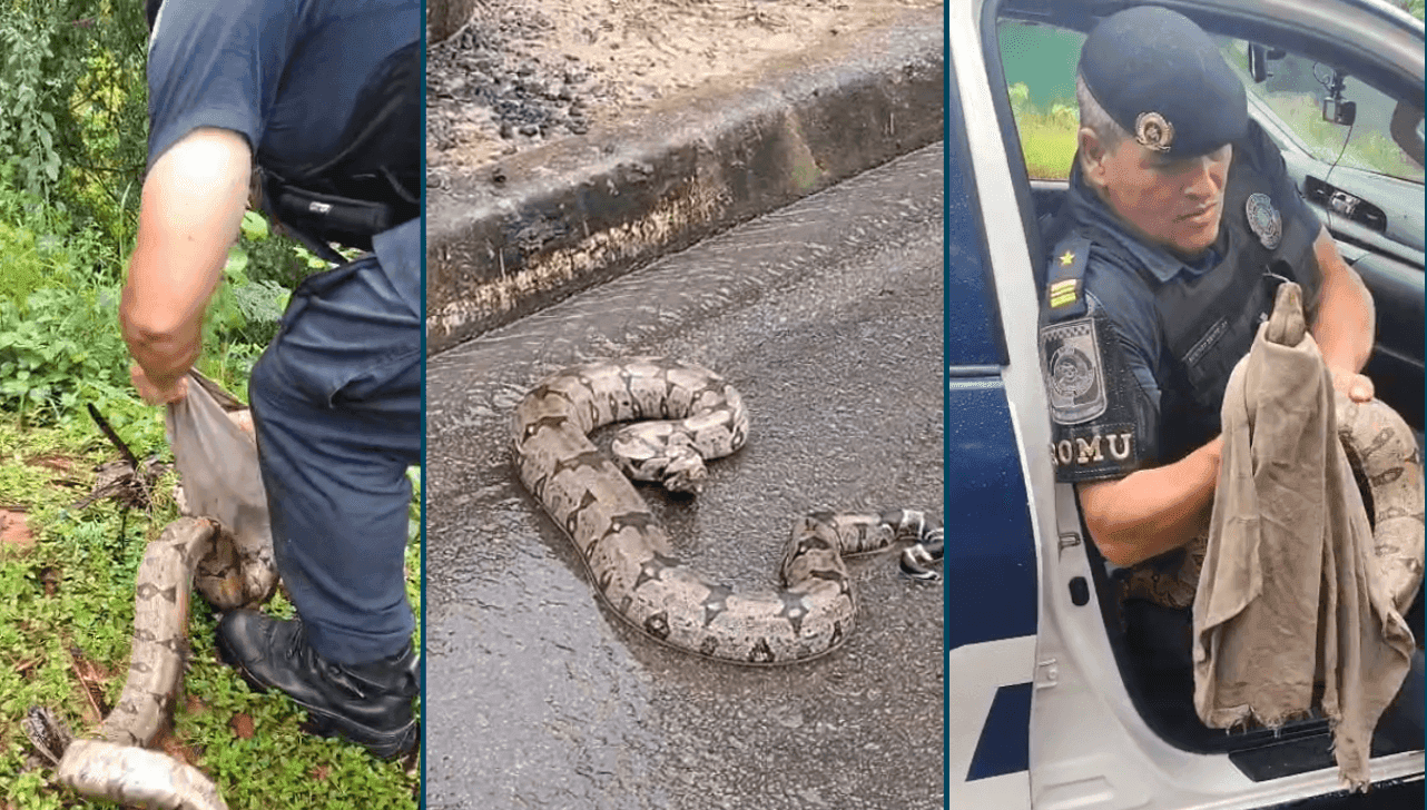 Animal estava na via Francisco D’Andrea e corria risco de atropelamento; serpente foi solta em área de preservação ambiental