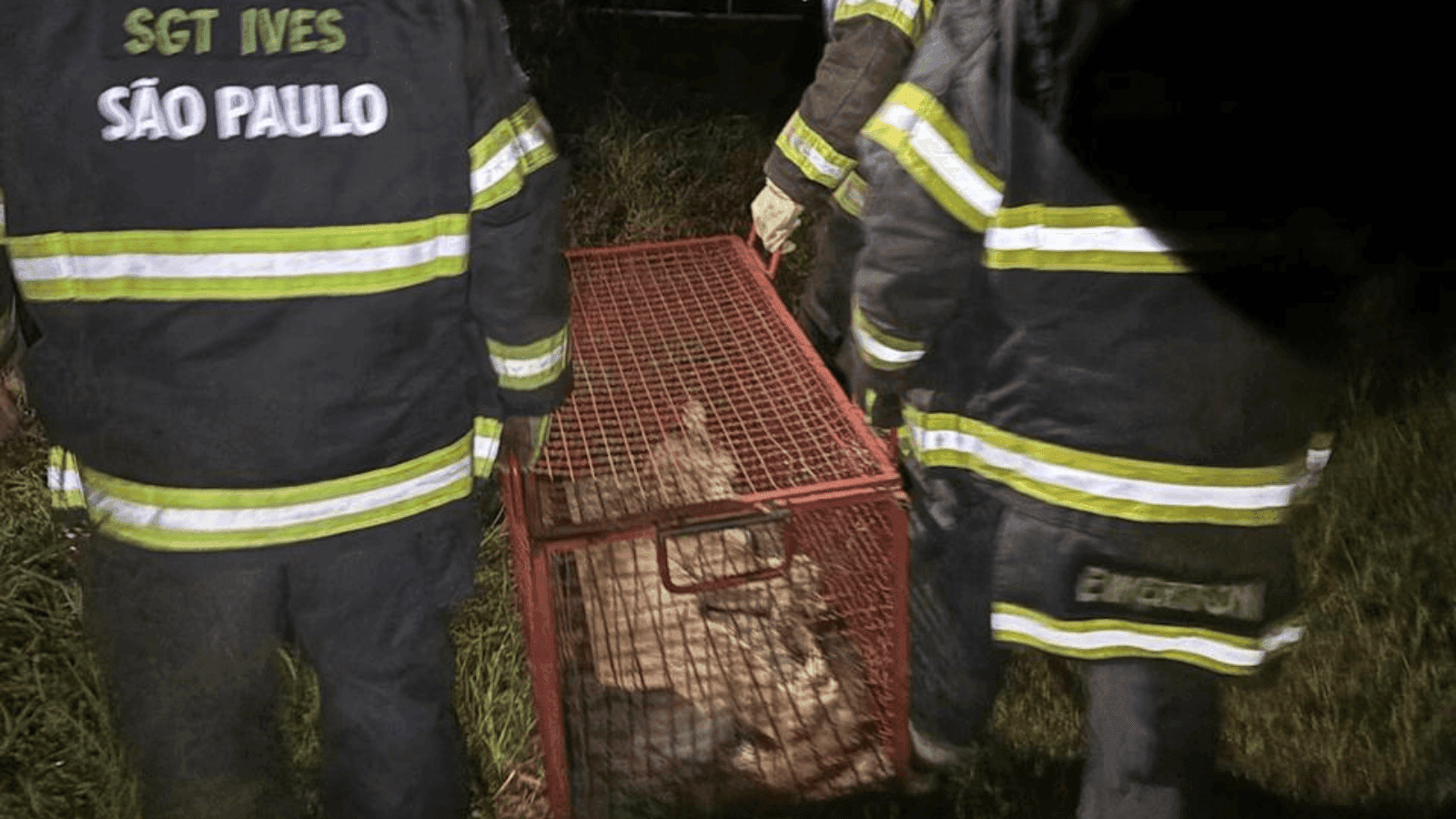 O animal foi levado para uma clínica veterinária para avaliação
