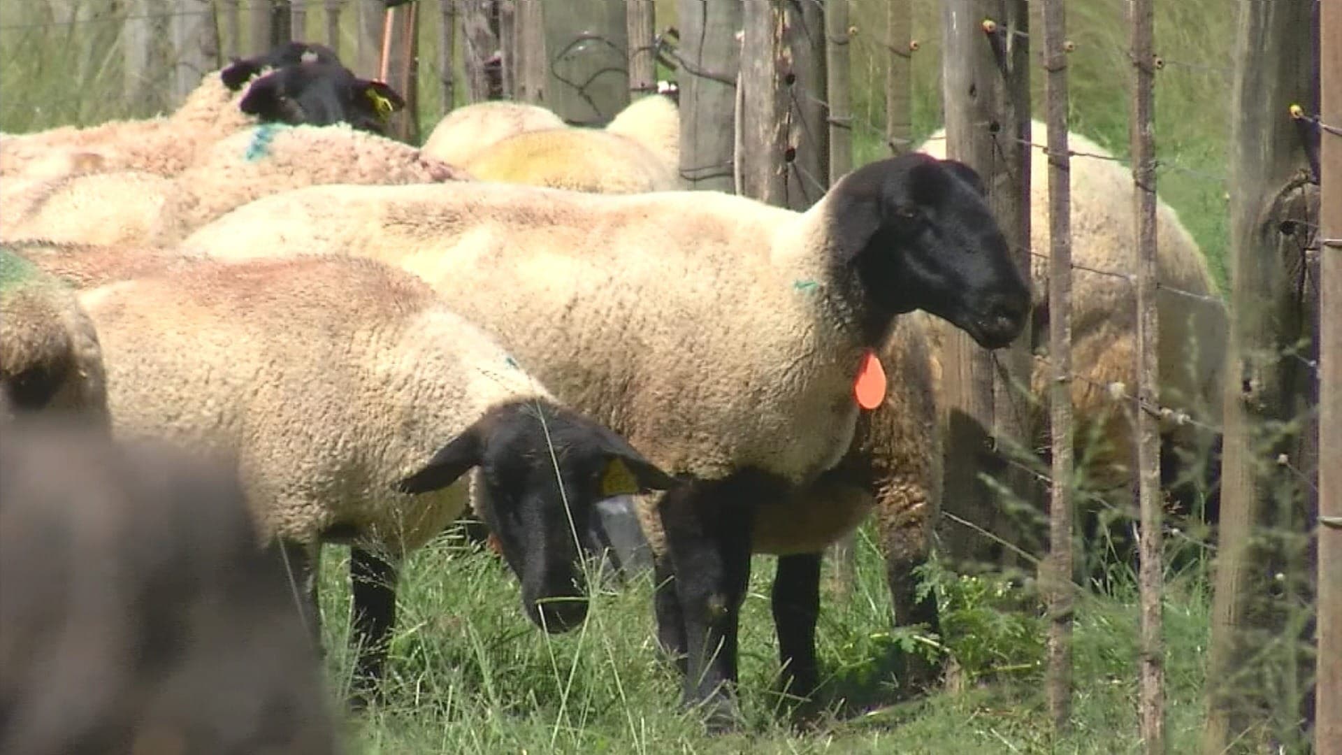 Criadores de ovelhas investem na tosa para garantir bem-estar do rebanho