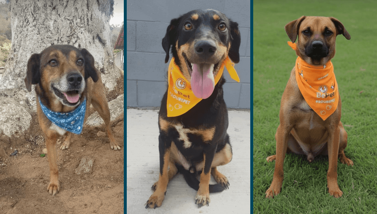 Além de vacinados e castrados, cães também são microchipados