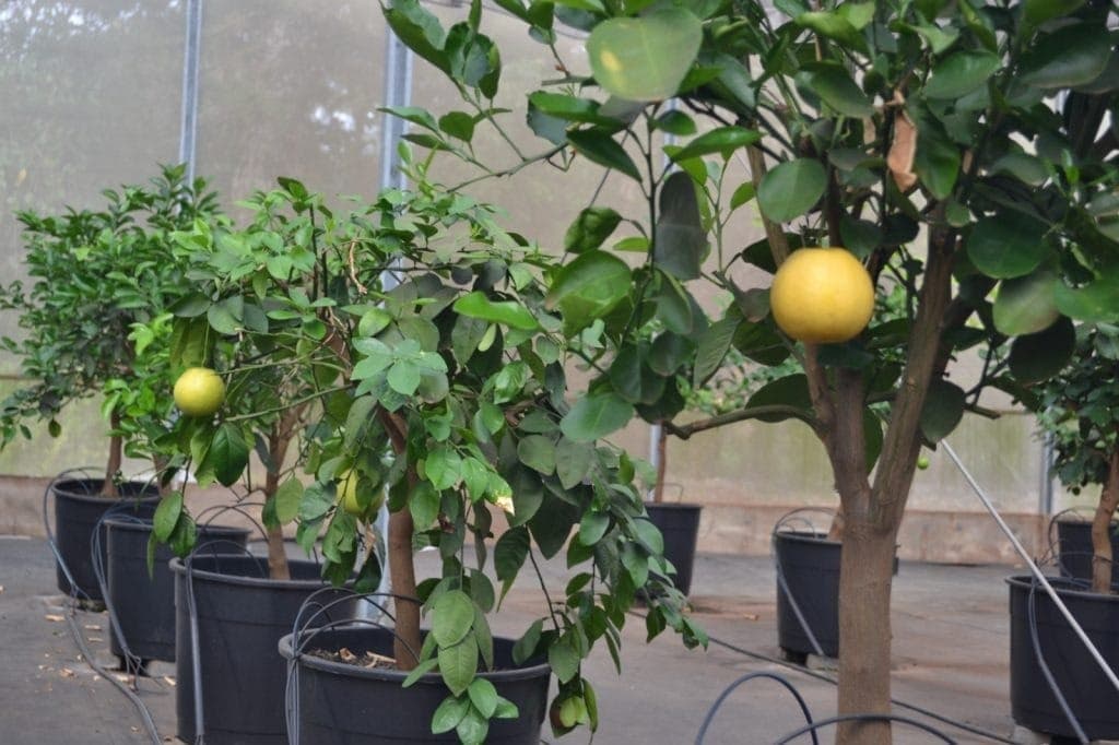 O Banco de Germoplasma (BAG) de citrus possui a maior coleção de citros do mundo com 1.735 tipos