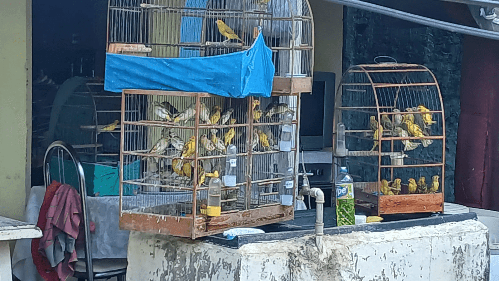 Três aves não resistiram às condições degradantes e morreram