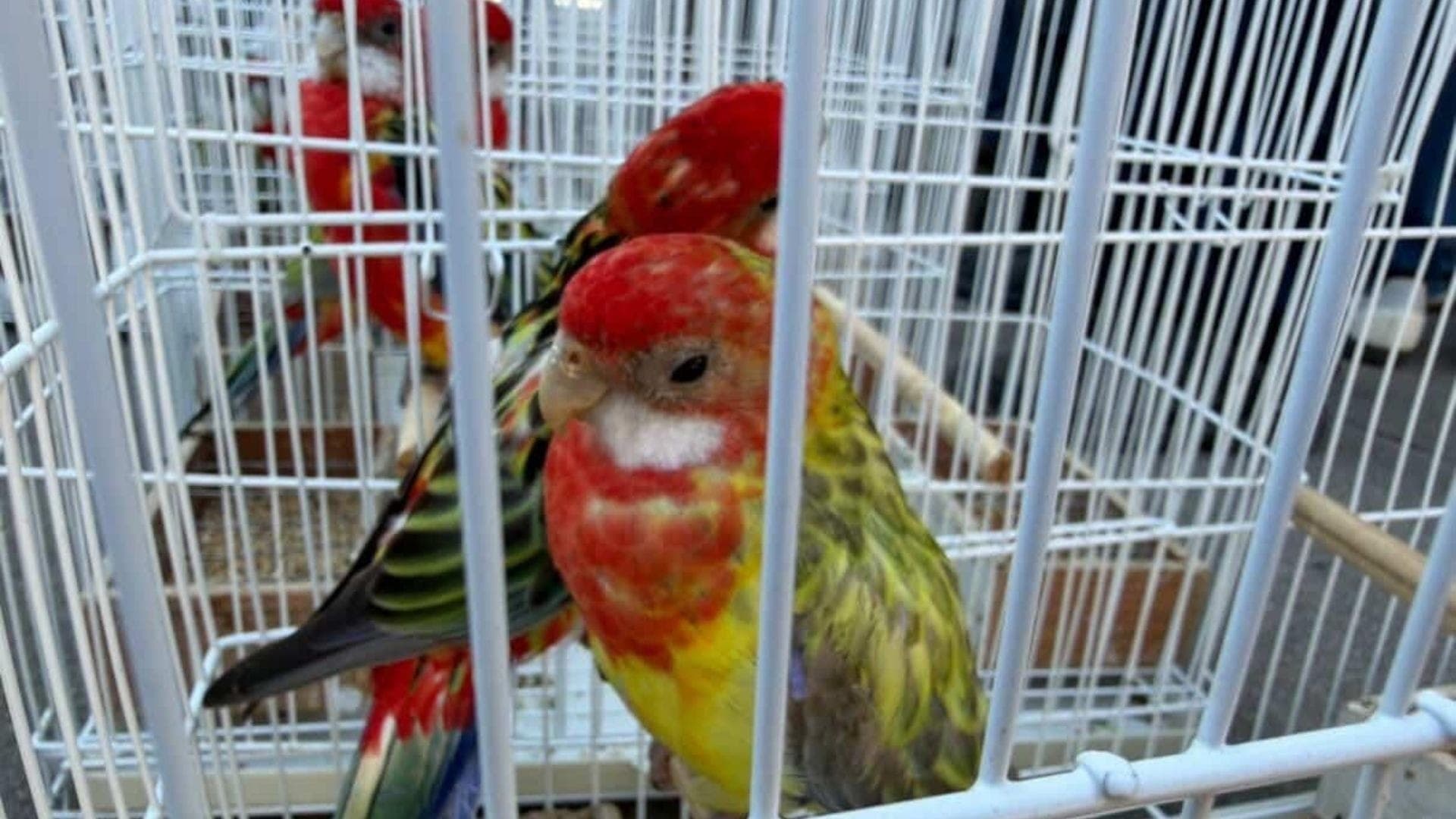 Uma operação contra o tráfico internacional de animais silvestres resgatou mais de 40 animais em uma feira de rua em Duque de Caxias