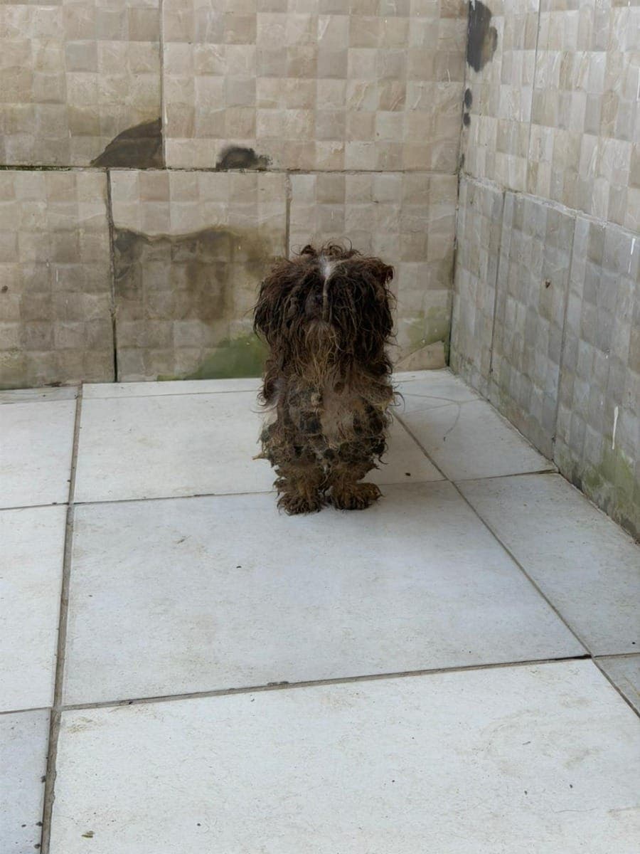 PCPR prende mulher em flagrante e resgata 80 animais em situação de maus-tratos em Curitiba