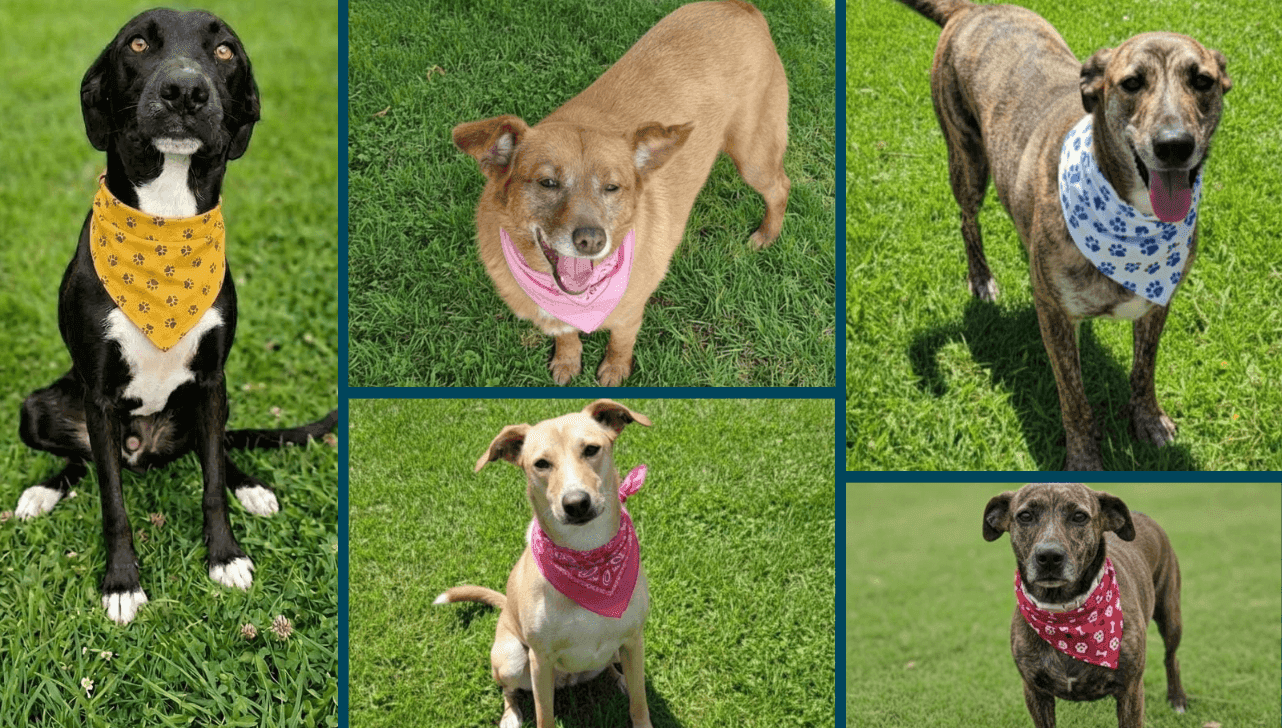Os cinco cães vão estar disponíveis para adoção no domingo