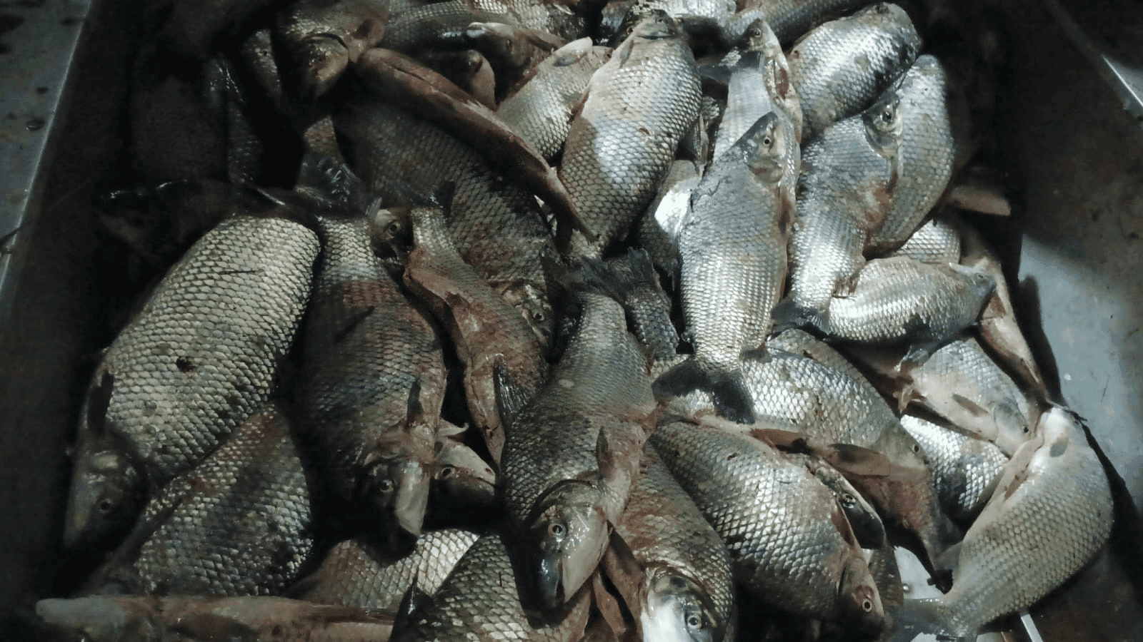 A Polícia Militar Ambiental apreendeu 132 quilos de peixes