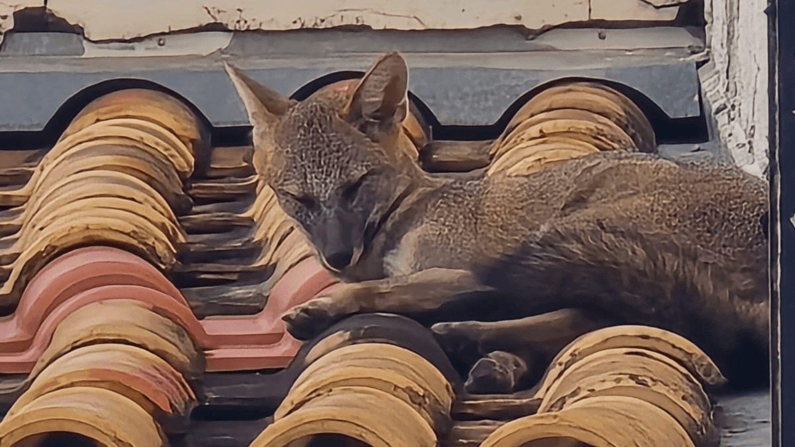 O animal foi resgatado e enviado para uma área de mata