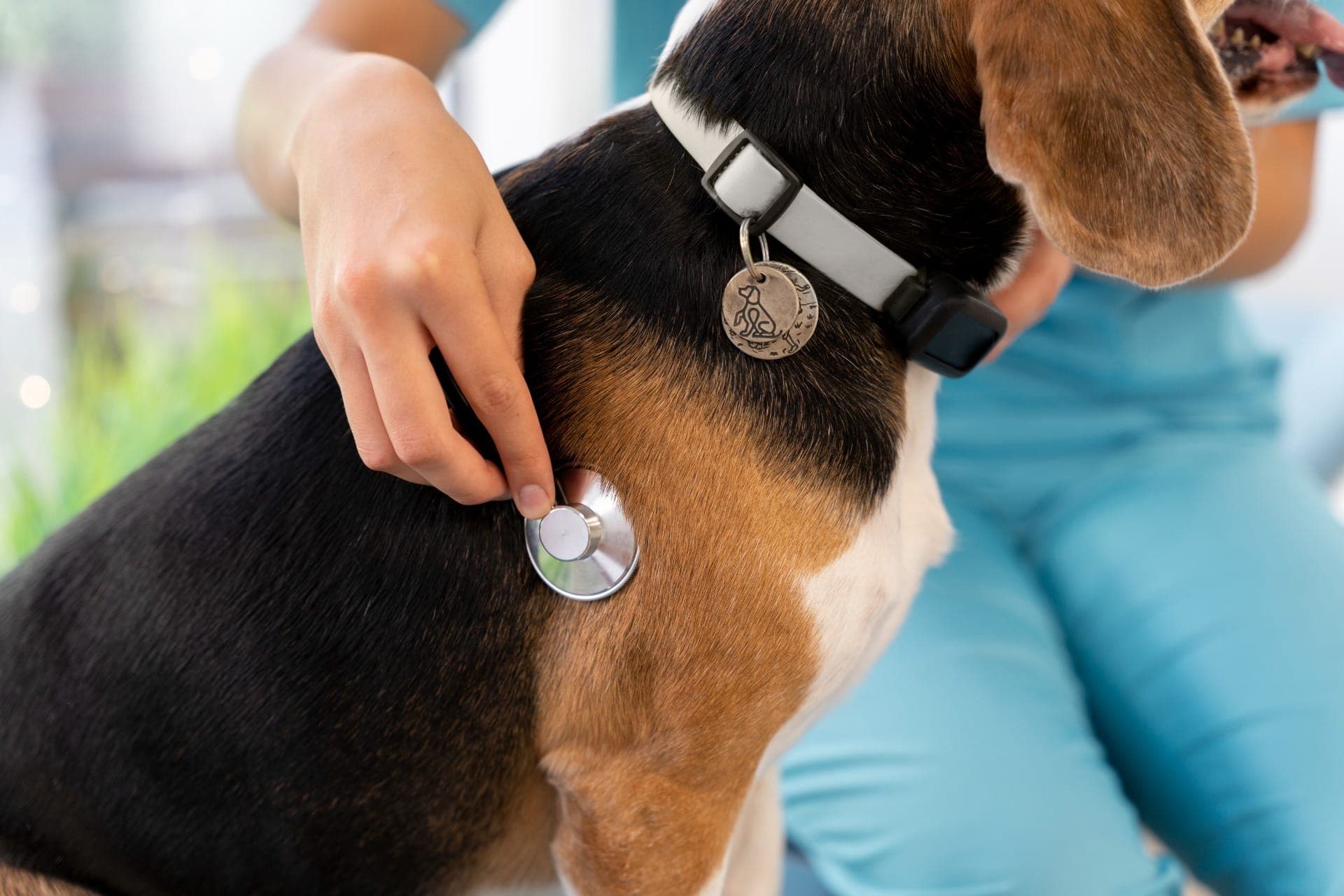 Pet-contêineres tem atendimento clínico, vacinação e procedimentos simples