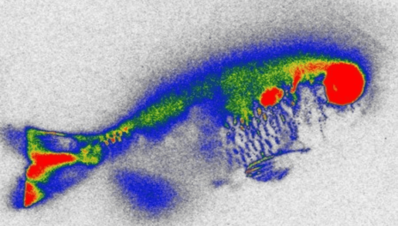 Radiografia de um peixe lambari contaminado