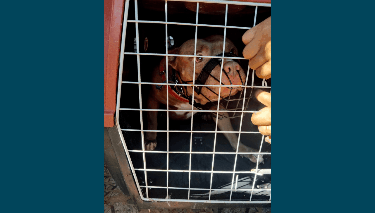 Cão foi encaminhado ao canil municipal, onde permanece sob responsabilidade das autoridades