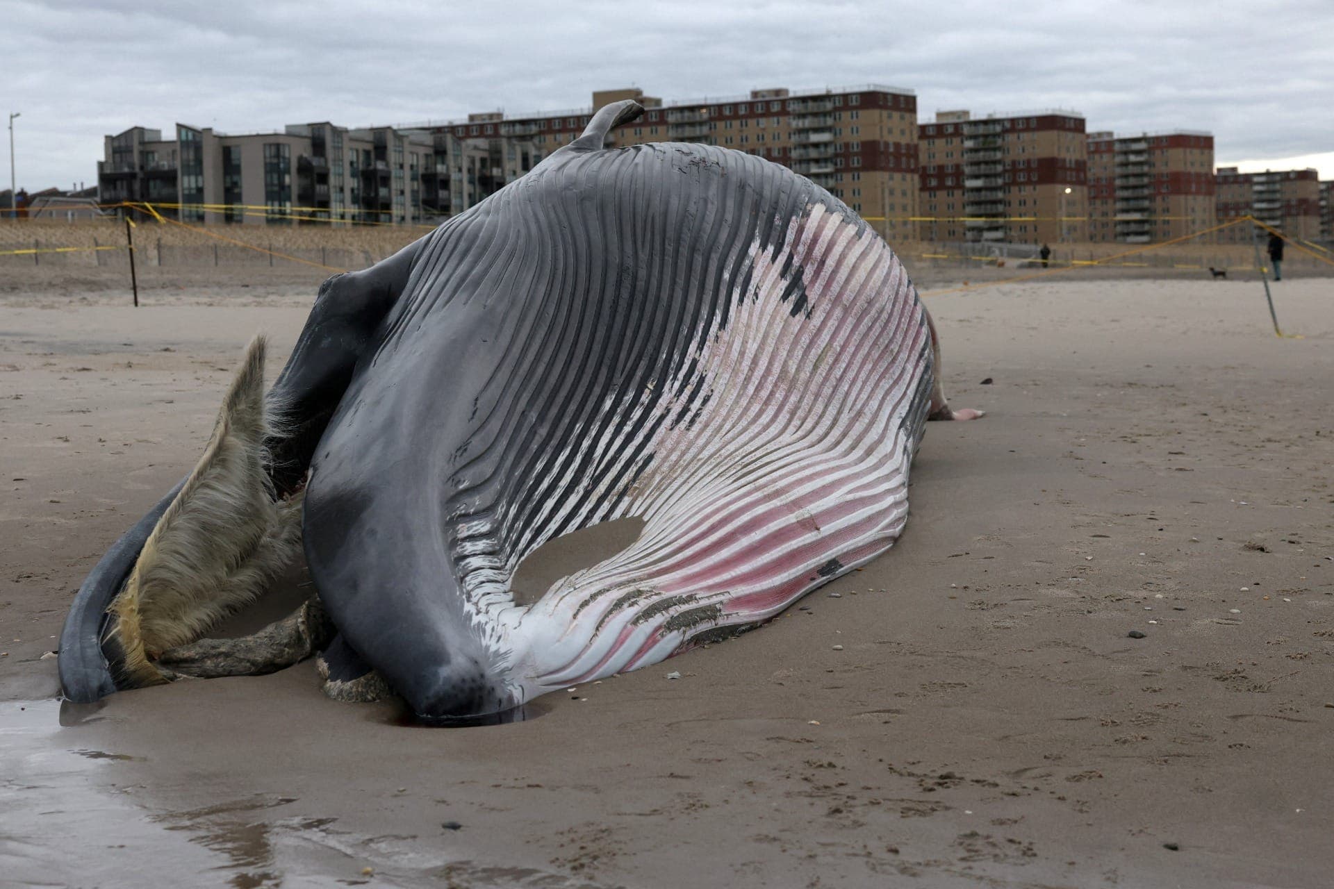 Baleia-sei, em risco de extinção, é encontrada morta em praia do Queens, em NY