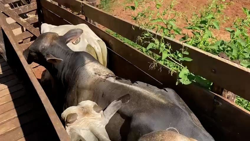 Polícia prende suspeitos de furto em uma área rural do Paraná
