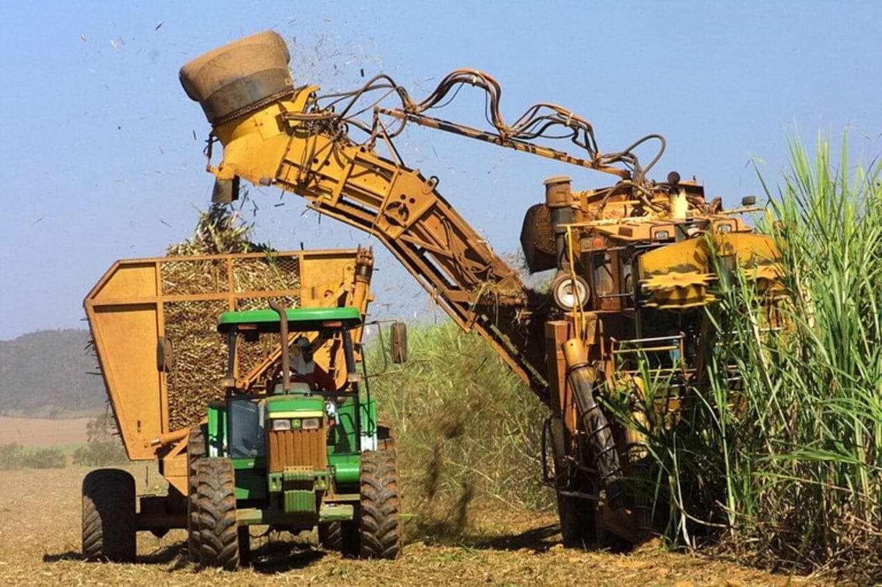Colheita da nova safra de cana começa no próximo mês