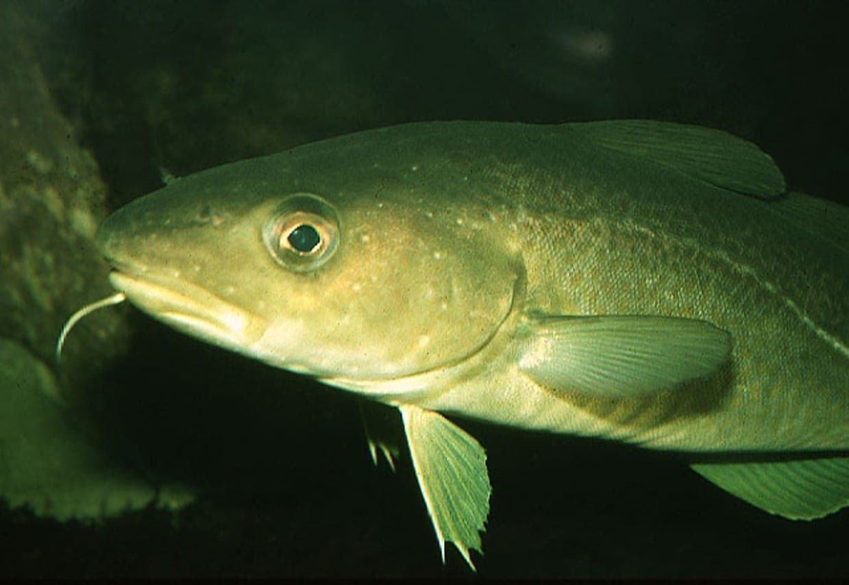 Peixe Gadus morhua é o verdadeiro bacalhau