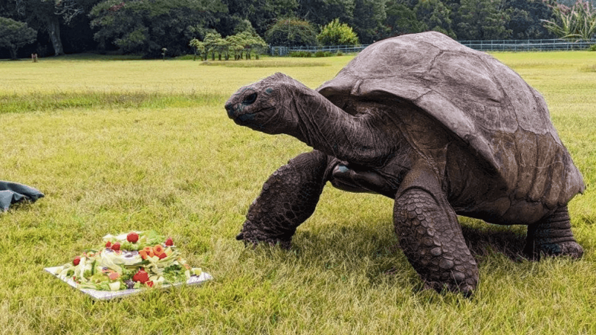 Jonathan é o animal terrestre mais velho do mundo, com 193 anos