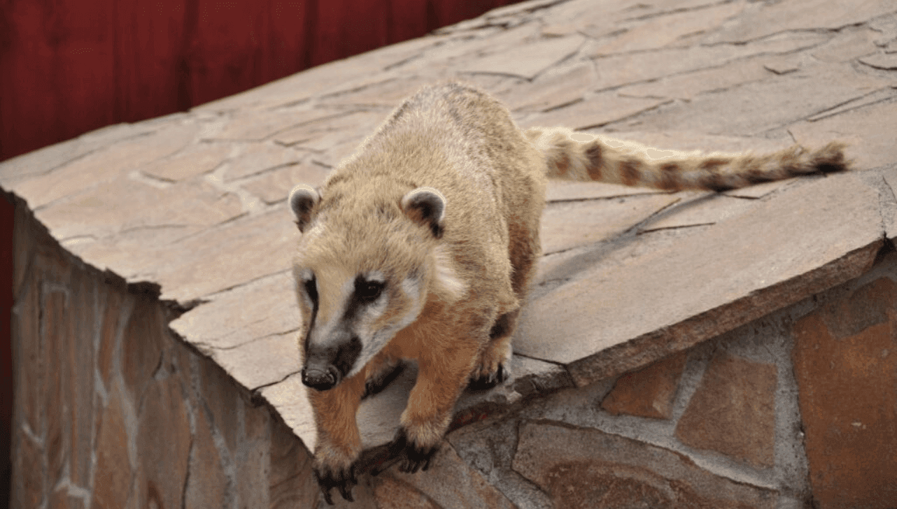 Aumento da presença desses animais silvestres em busca de comida gera riscos à saúde e ao equilíbrio ambiental da cidade