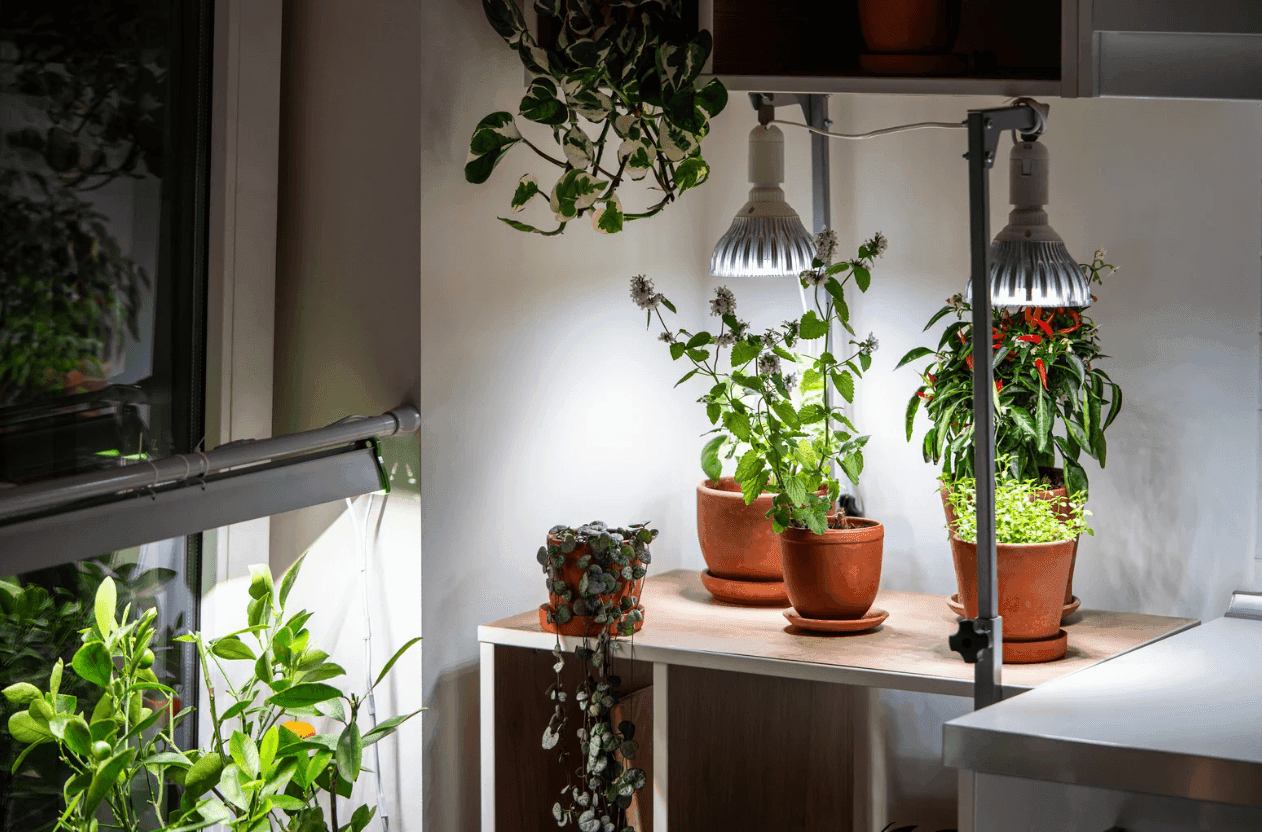Espécies resistentes se adaptam à pouca luz em ambientes internos
