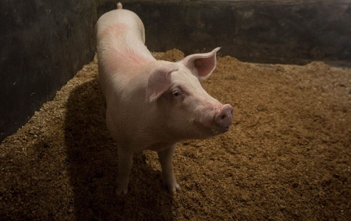 Porcos clonados podem gerar órgãos similares aos de humanos