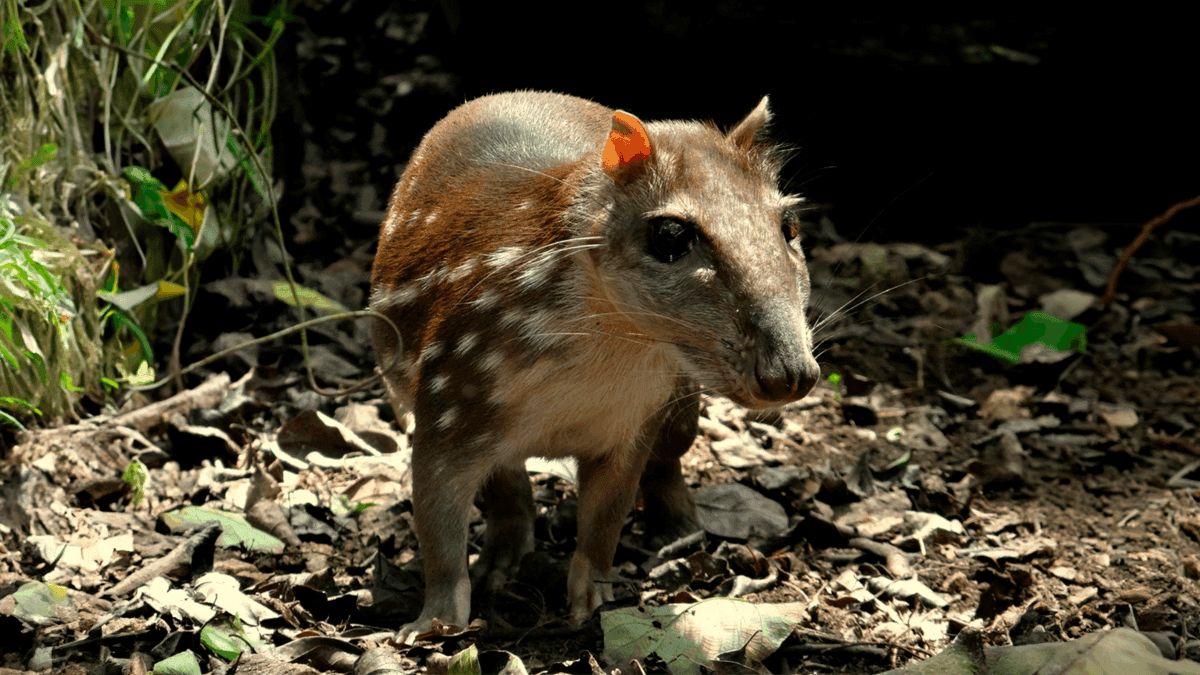 Paca é um dos maiores roedores do Brasil