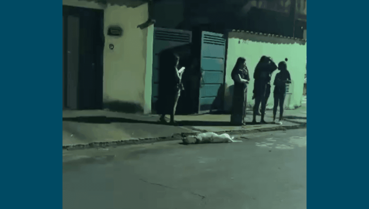 Pitbull ataca idoso e dono mata o cão a facadas para parar ataque