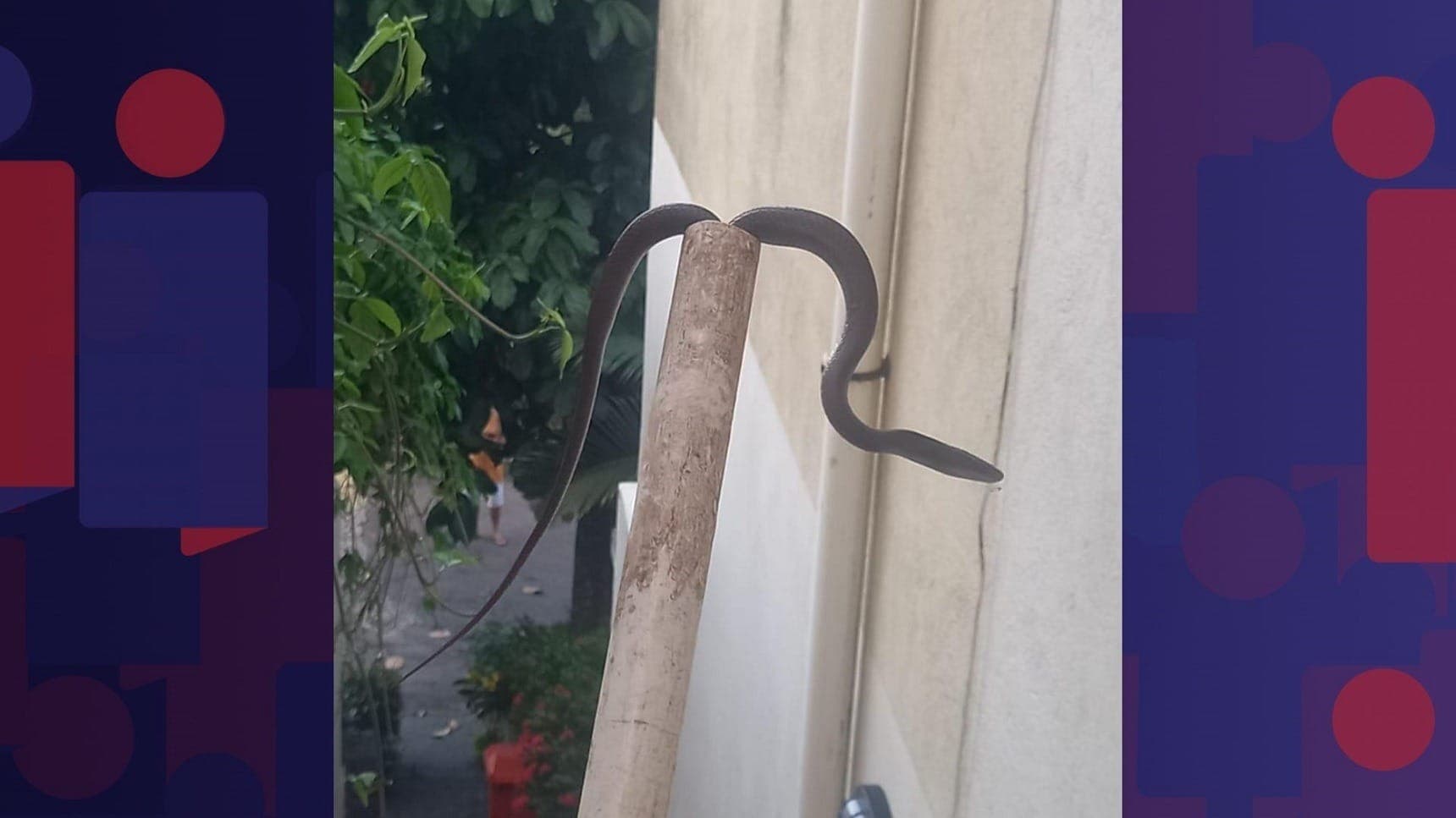 Cobra aparece em cozinha de casa na Freguesia e assusta morador