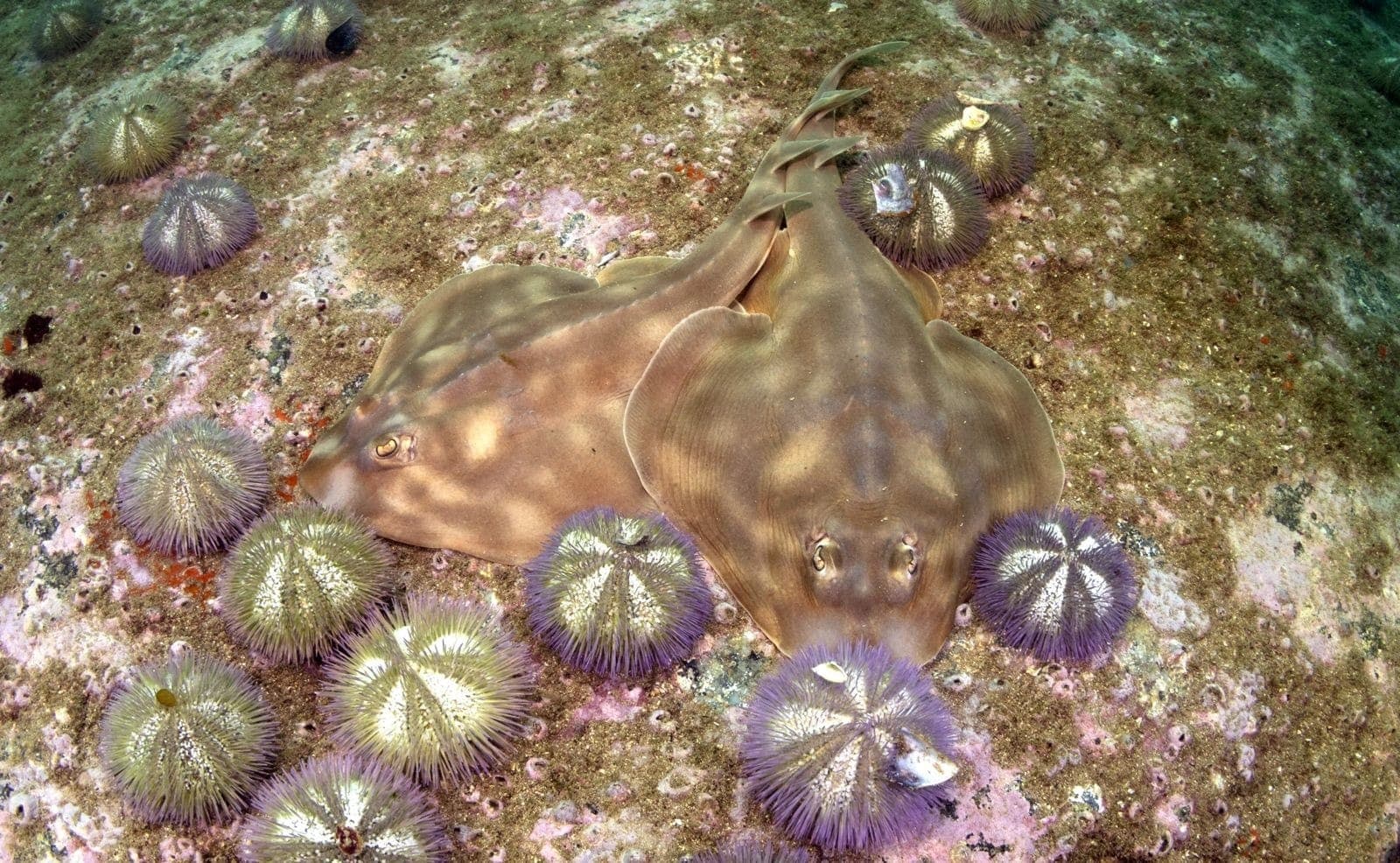 Os pesquisadores identificaram pelo menos sete espécies, incluindo algumas ameaçadas de extinção