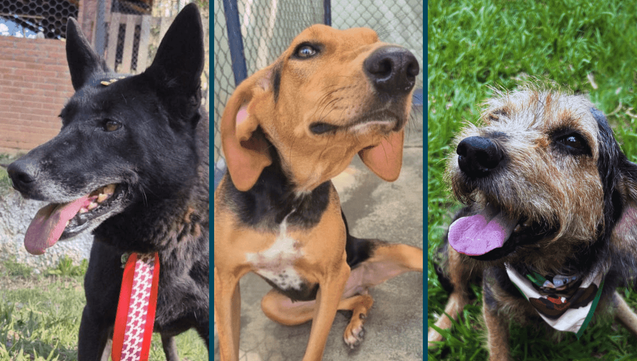 Além de vacinados e castrados, cães disponíveis para adoção são microchipados