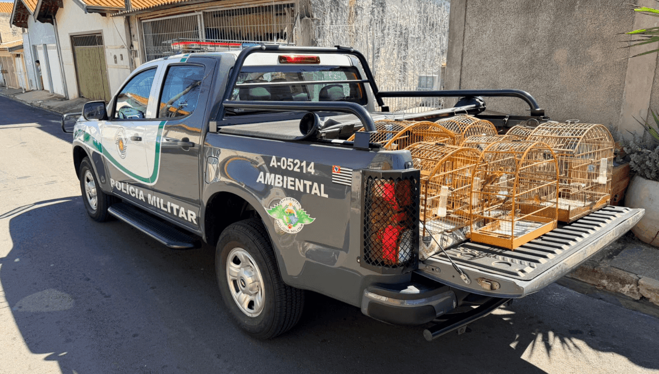 Aves s foram encontradas em gaiolas no bairro CECAP durante a Operação Impacto