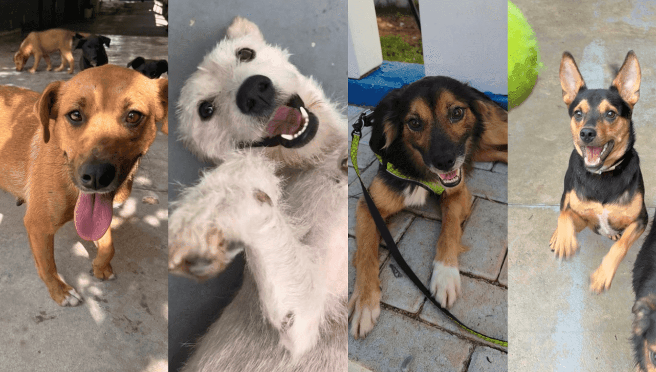 Quatro cães estão disponíveis para receber um novo lar