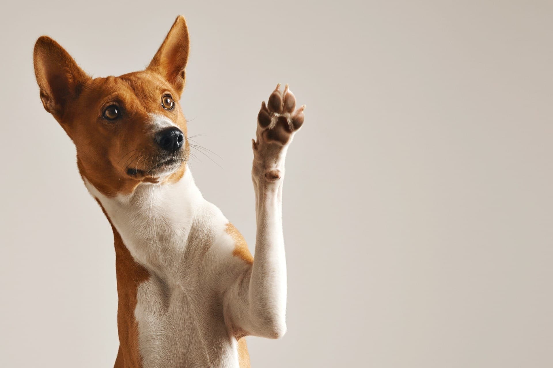 Tutores priorizam prevenção e bem-estar para aumentar anos de vida do pet