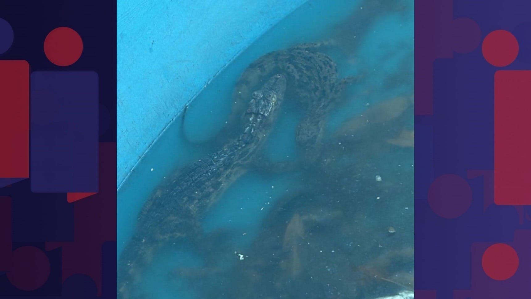 Jacarés são encontrados em caixa d’água durante operação da PM na Zona Oeste