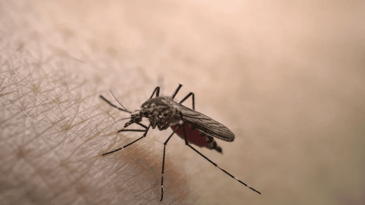 Vale do Paraíba registra 1ª morte por febre amarela em 2026, em Cunha