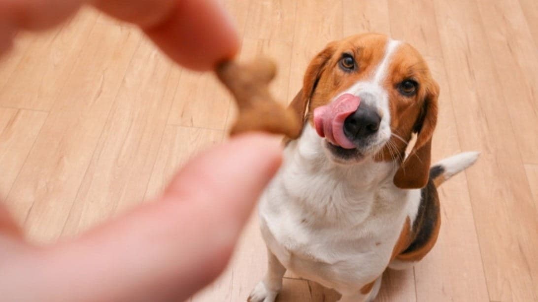 7 erros na alimentação do seu pet que podem prejudicar a saúde