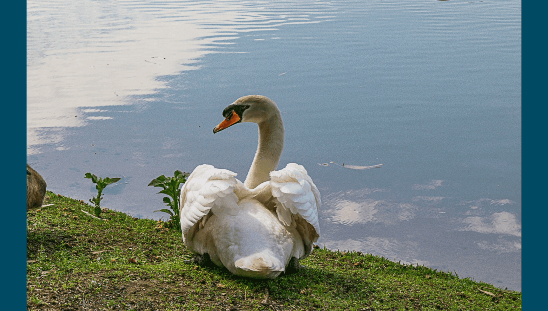 Principal suspeita é de que cisne tenha sido furtado