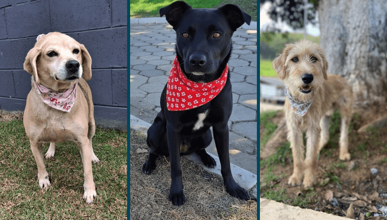 Além de vacinados e castrados, cães do Canil Municipal são microchipados