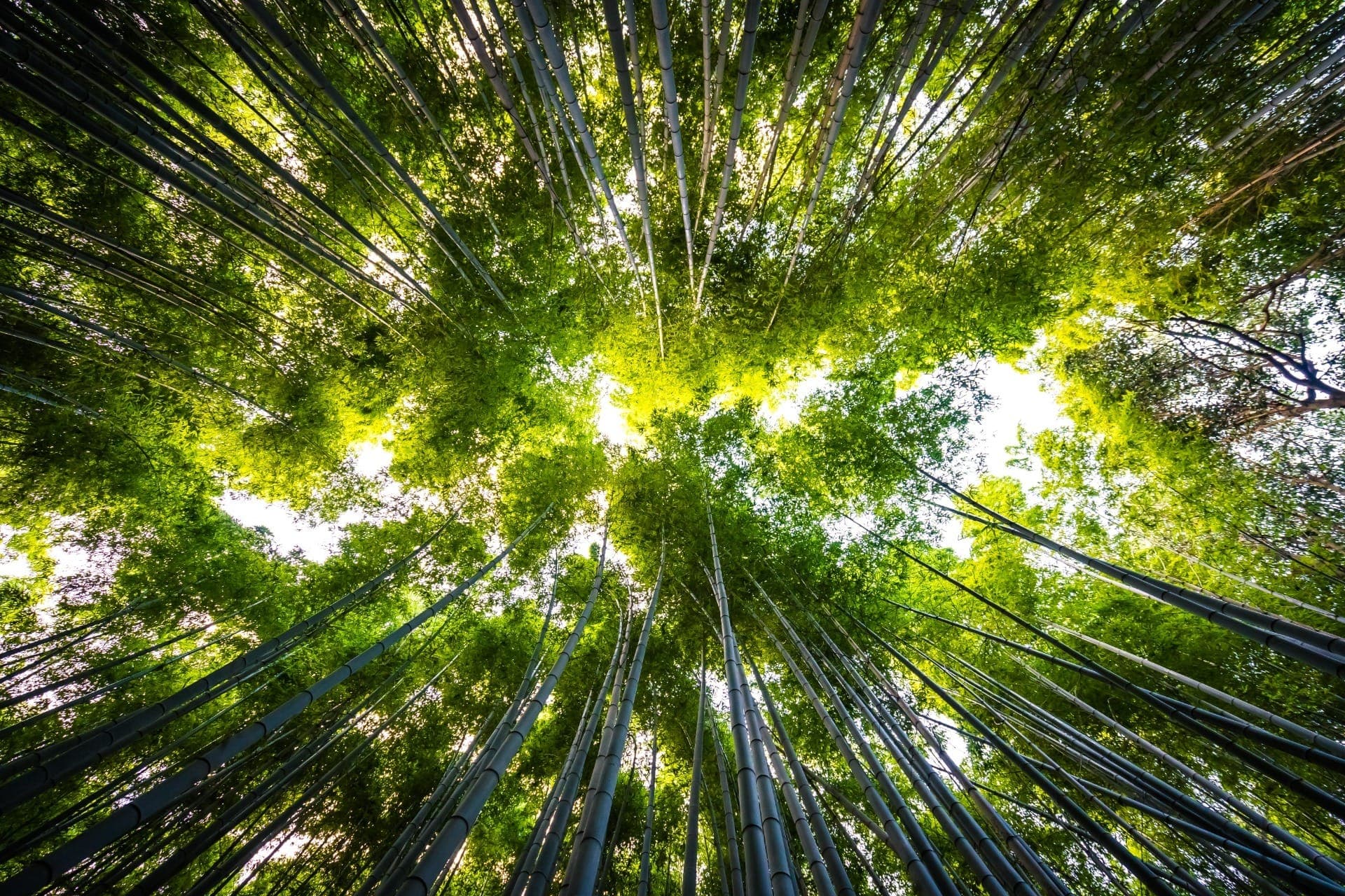 ESG: Pressão do mercado financeiro e novas regulações aceleram fim da era das 'boas intenções'