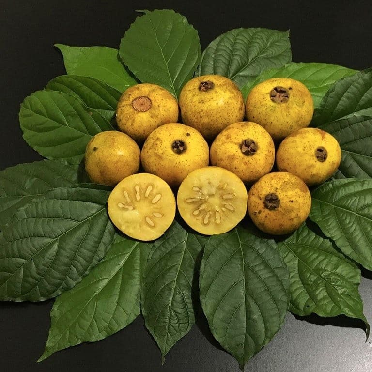 Guabiroba tem compostos antioxidantes ligados ao controle de açúcar e colesterol