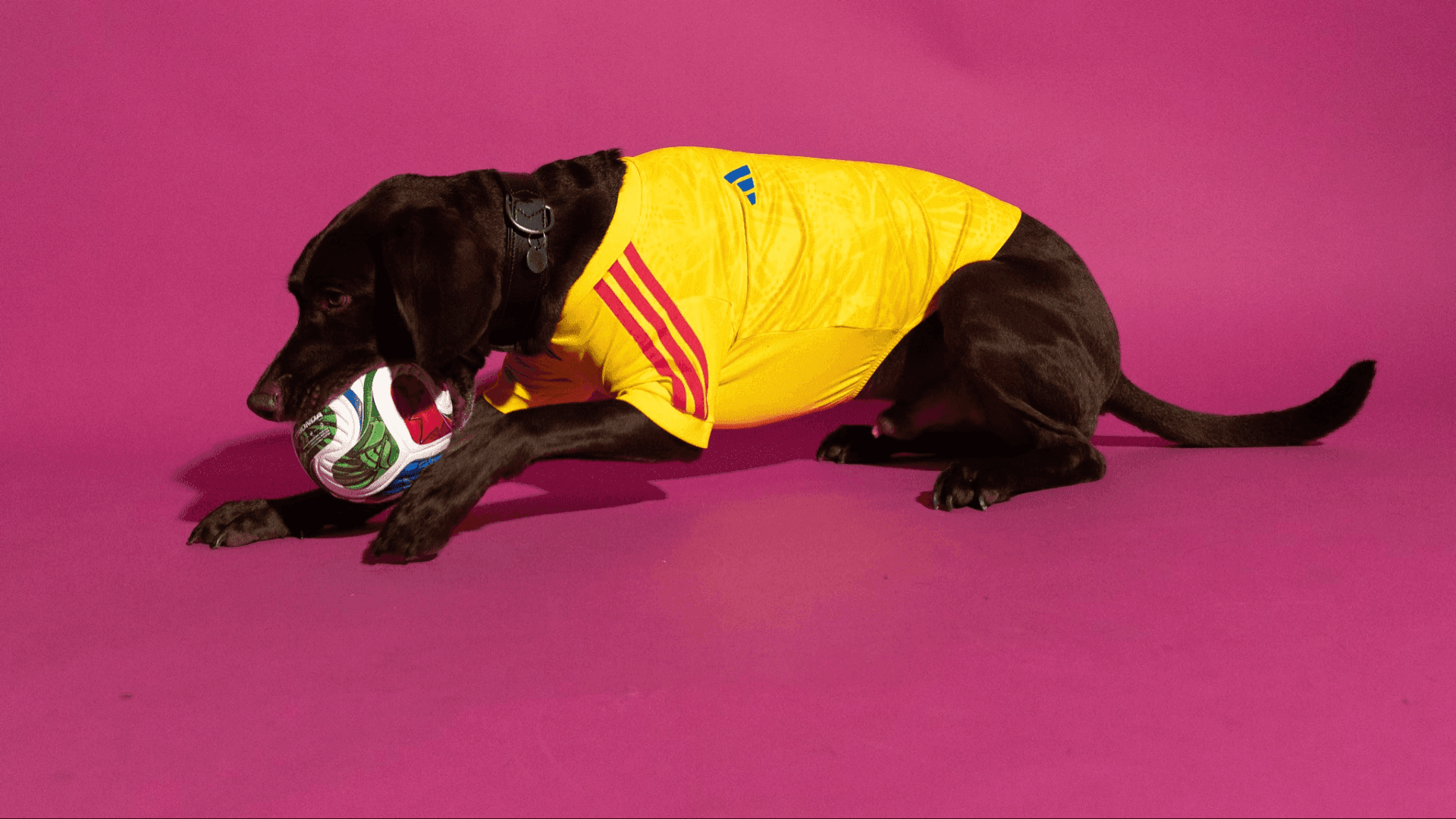 Adidas lança camisas das seleções para pets