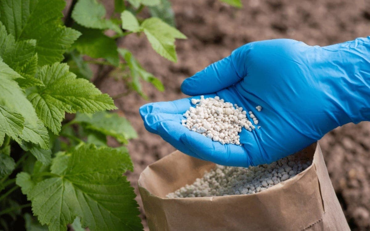 Preço da ureia dispara no mercado e encarece produção de alimentos no Brasil