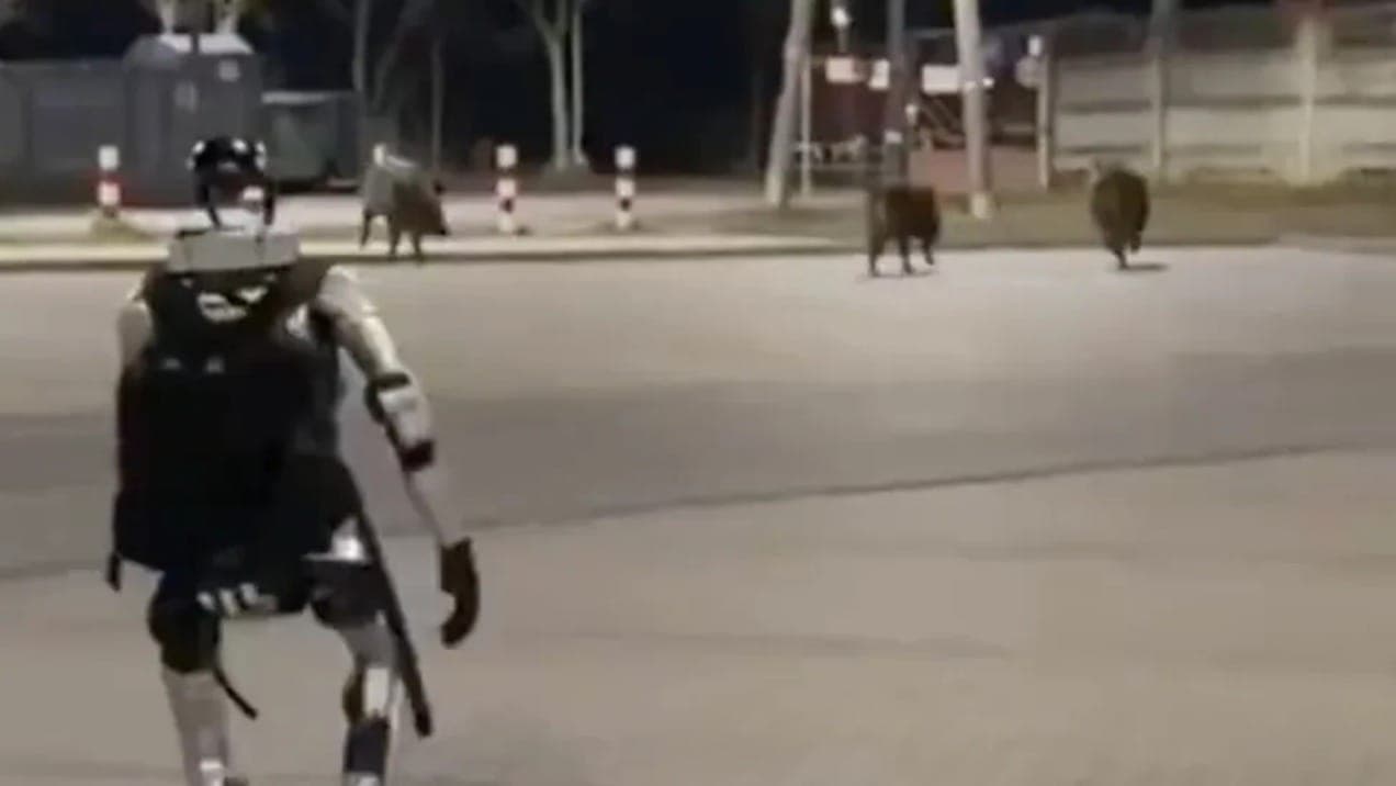Robô humanoide persegue javalis na Polônia