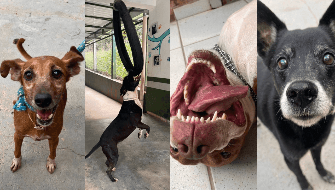 Os animais estão disponíveis para adoção