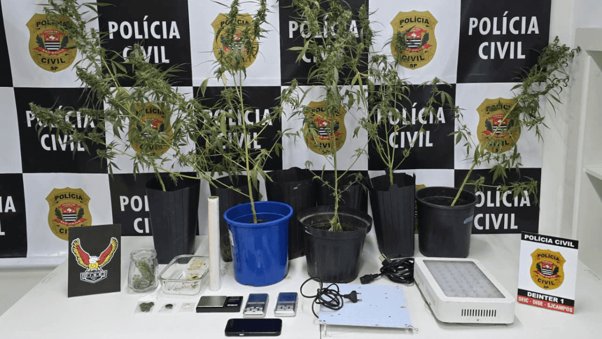 Polícia fecha plantação de maconha e prende uma pessoa de SJCampos