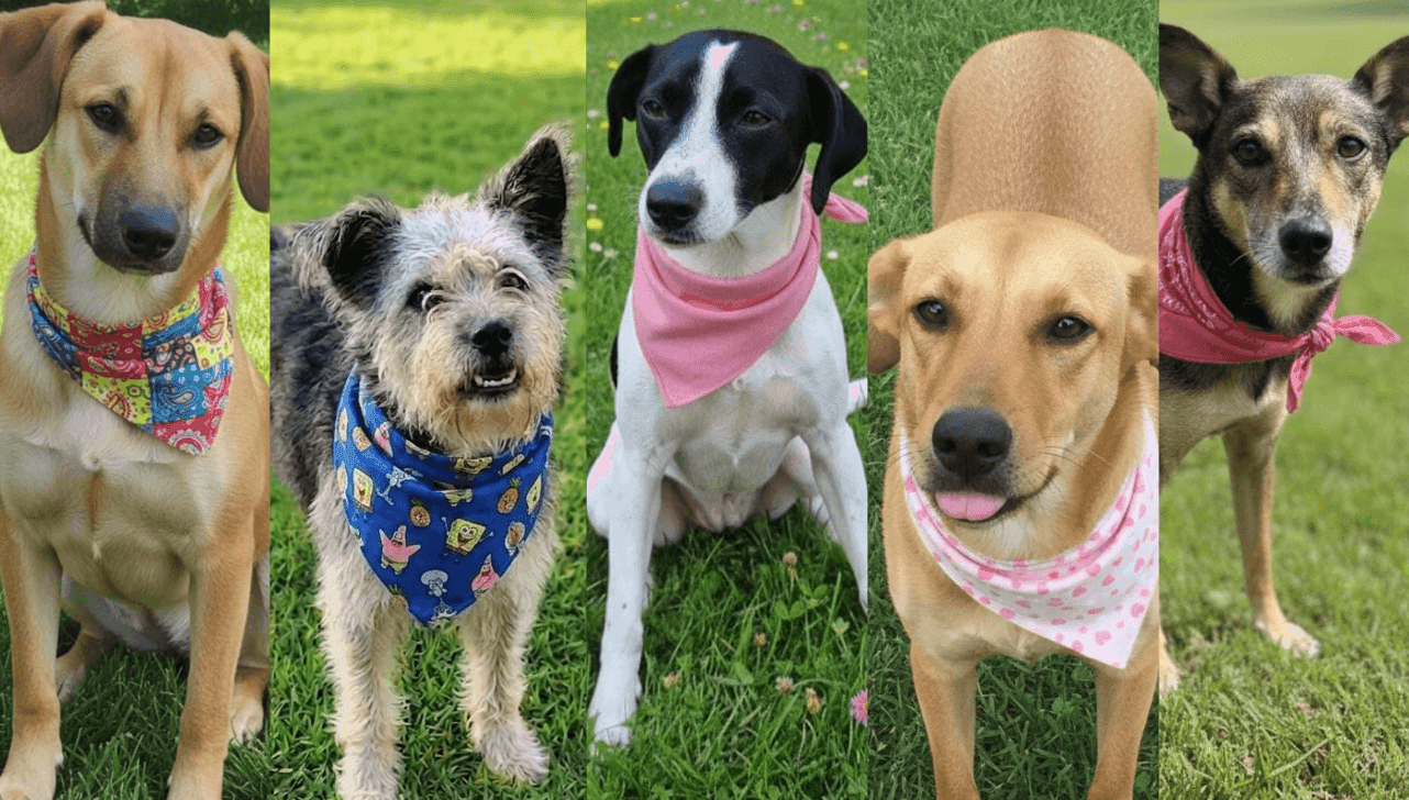 Conheça os pets