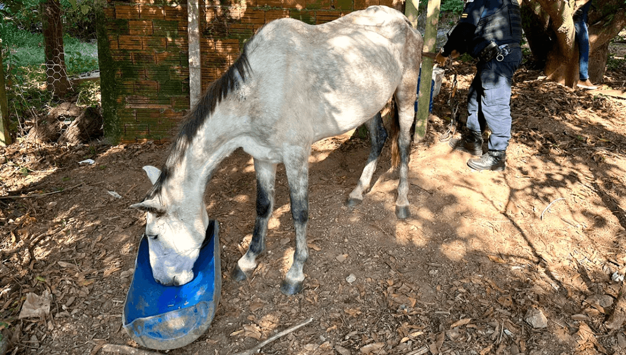 Animal recebeu os primeiros atendimentos no local antes de ser levado para cuidados especializados